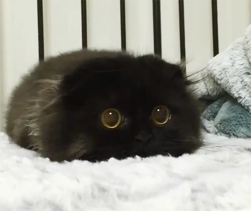Gimo, El Gato Con Los Ojos Más Grandes Que Jamás Hayas Visto