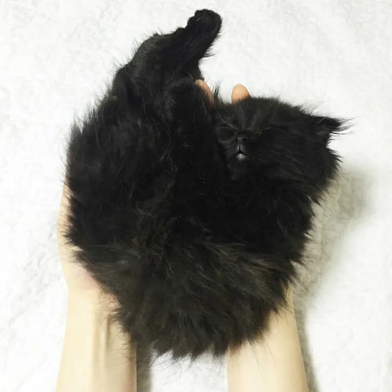 Gimo