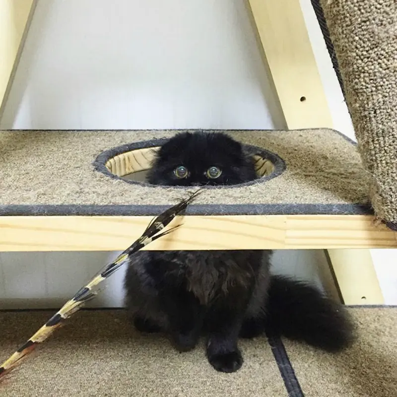 Gato