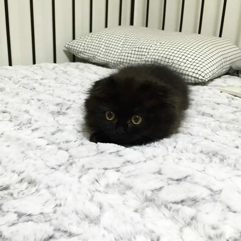 Ojos