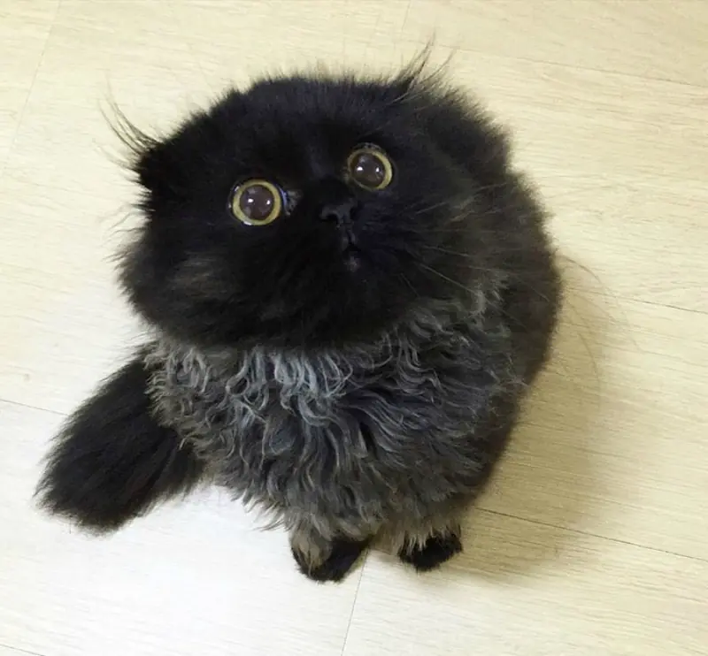 Gato