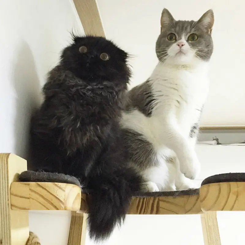 Gimo, El Gato Con Los Ojos Más Grandes Que Jamás Hayas Visto