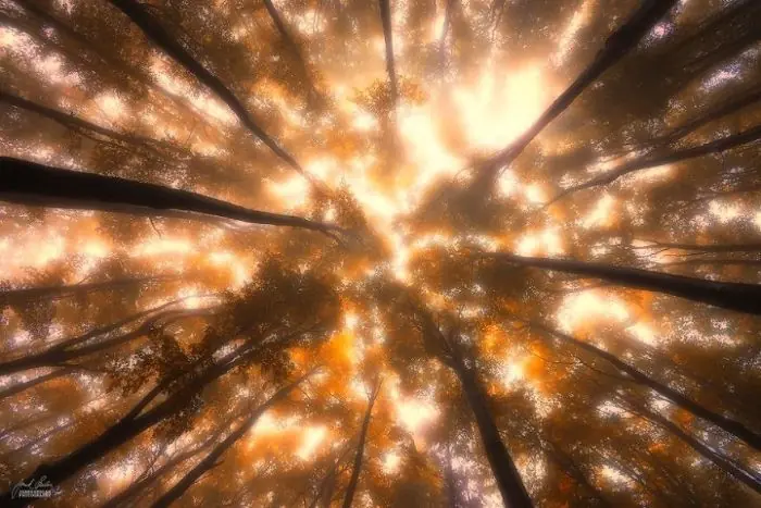 Bosques Otoñales Por El Fotógrafo Janek Sedlar