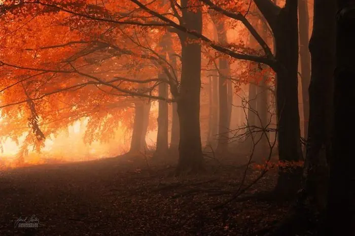 Bosques Otoñales Por El Fotógrafo Janek Sedlar