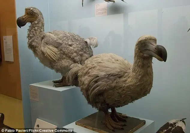 pajaro