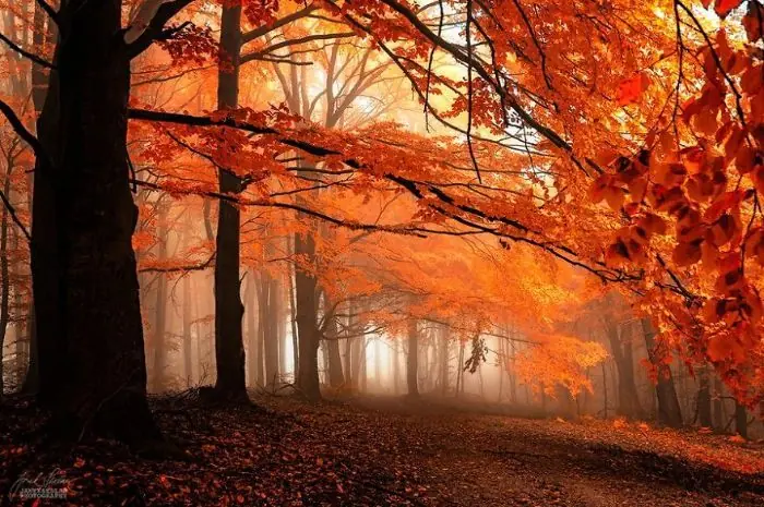 bosques
