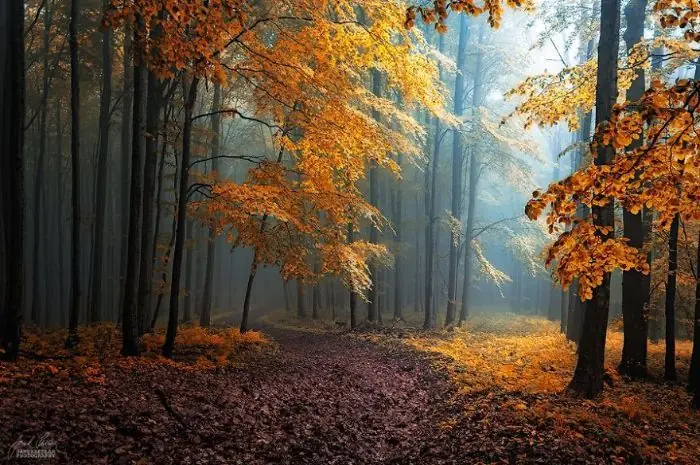 bosques