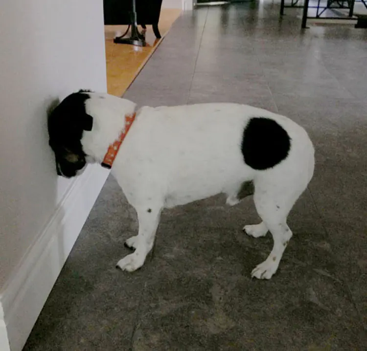 Si su perro o gato hace esto, llévelo al veterinario