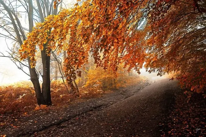 Bosques Otoñales Por El Fotógrafo Janek Sedlar
