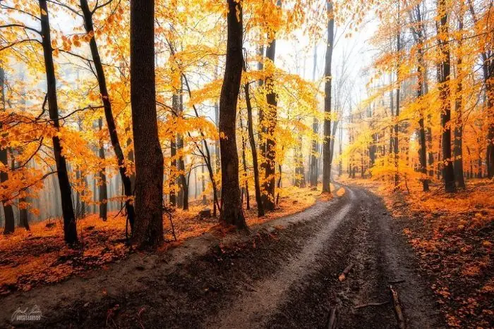 bosques