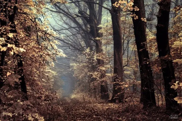 bosques