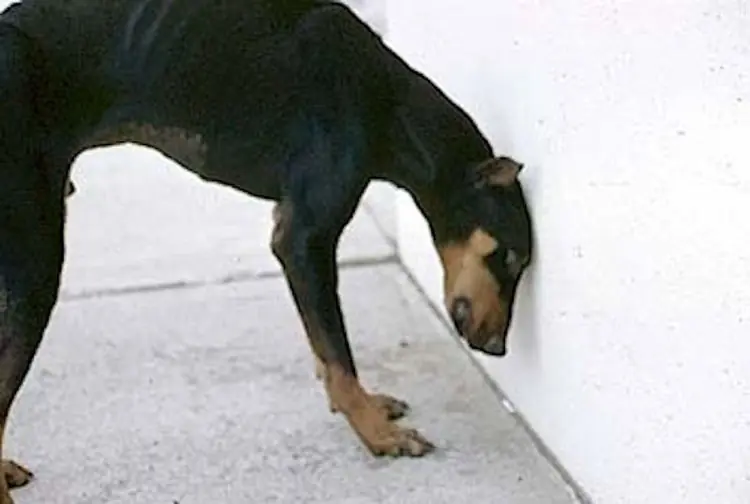 perro perro