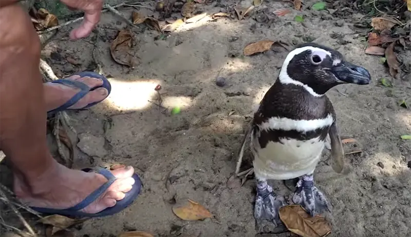 Pingüino viaja 8mil km al año para ver al héroe que lo salvo