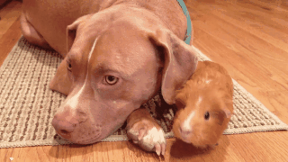 +5 si te gusta alguno