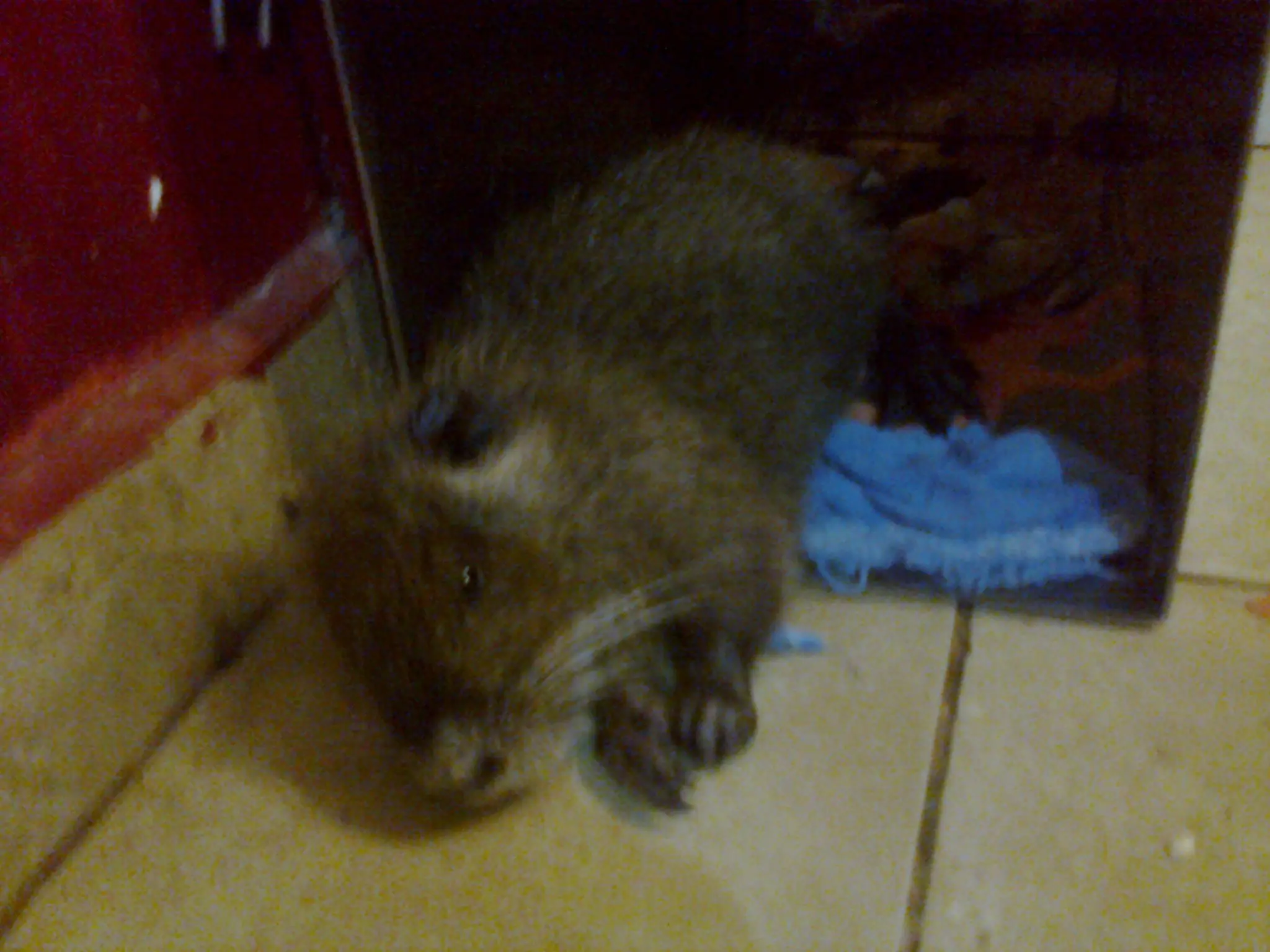 animales animales