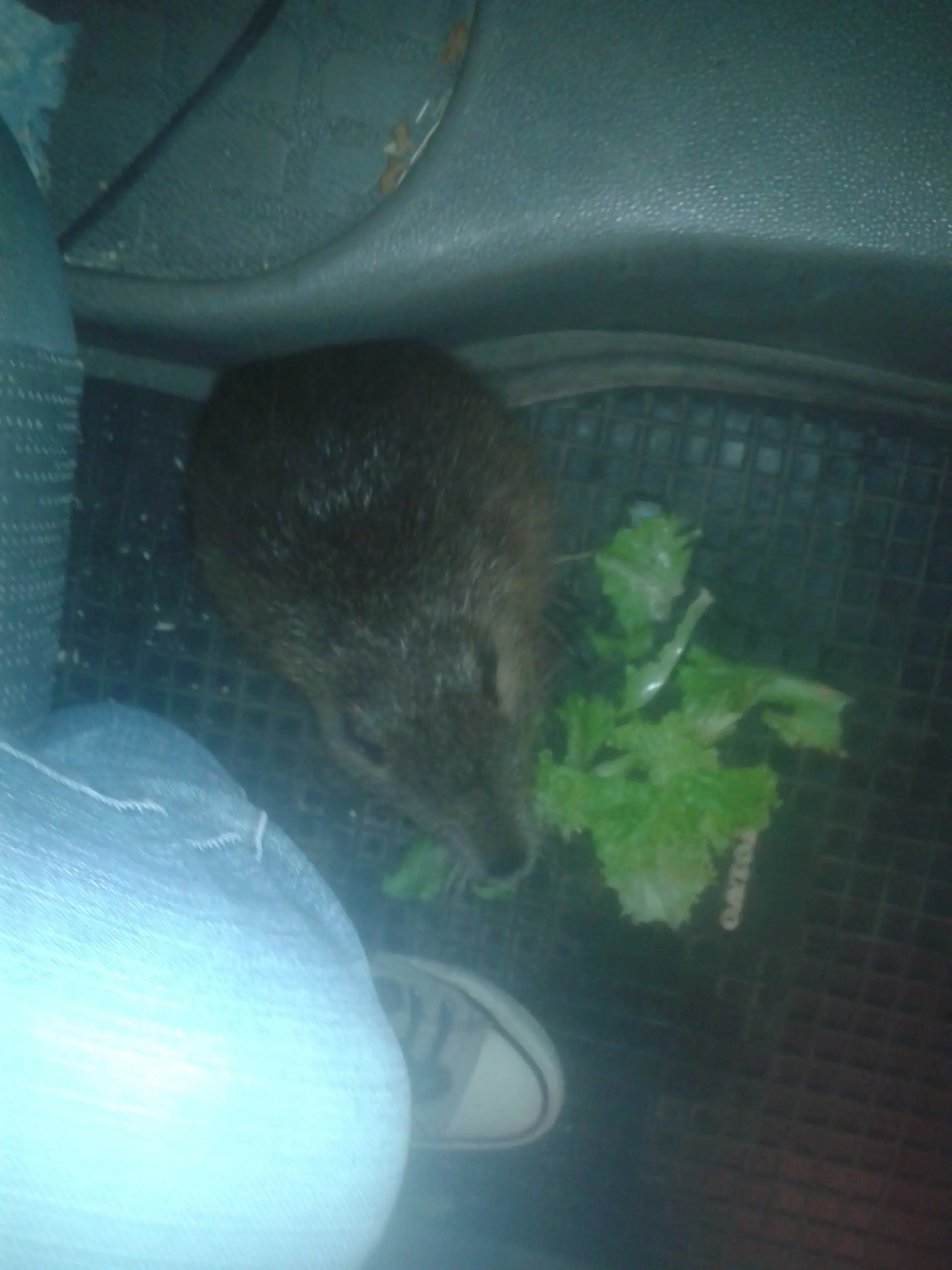 animales animales