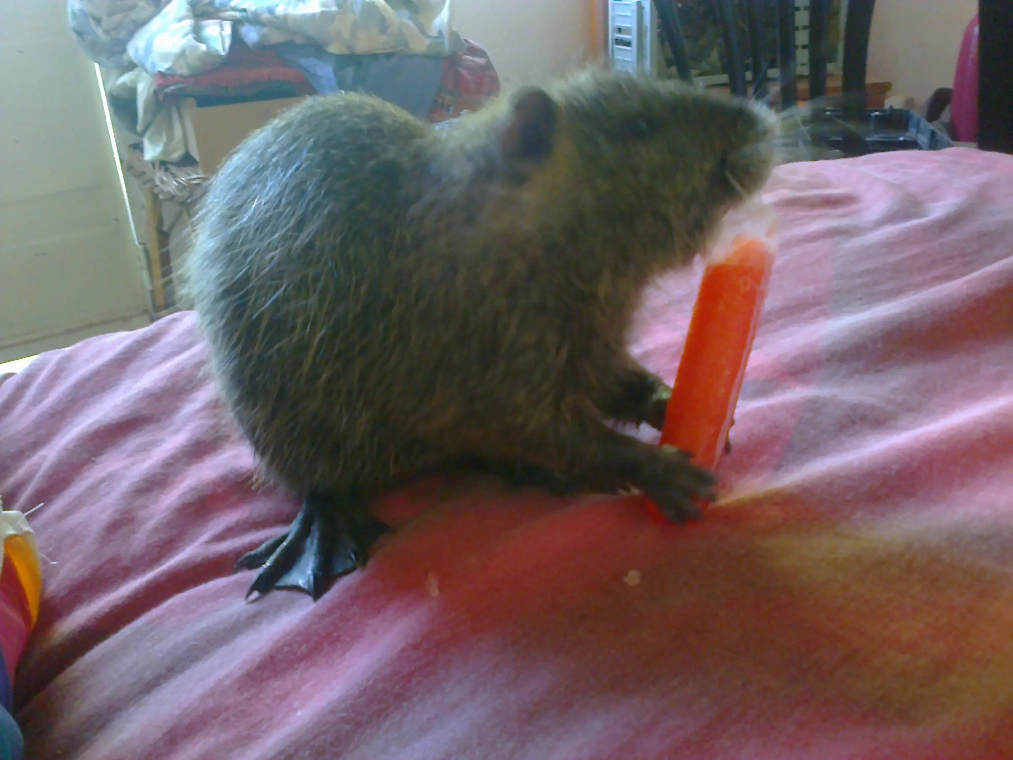 nutrias nutrias