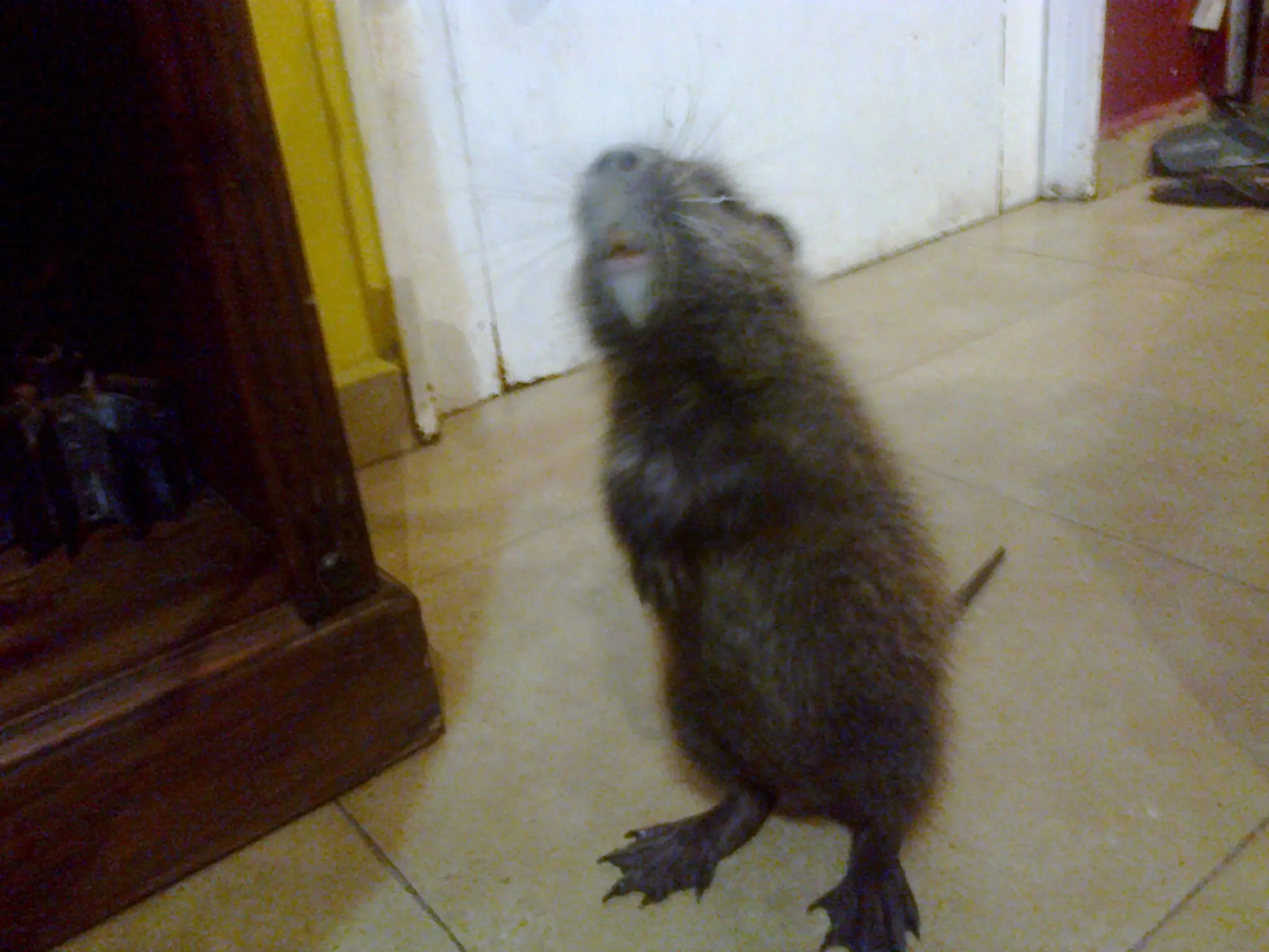 animales animales