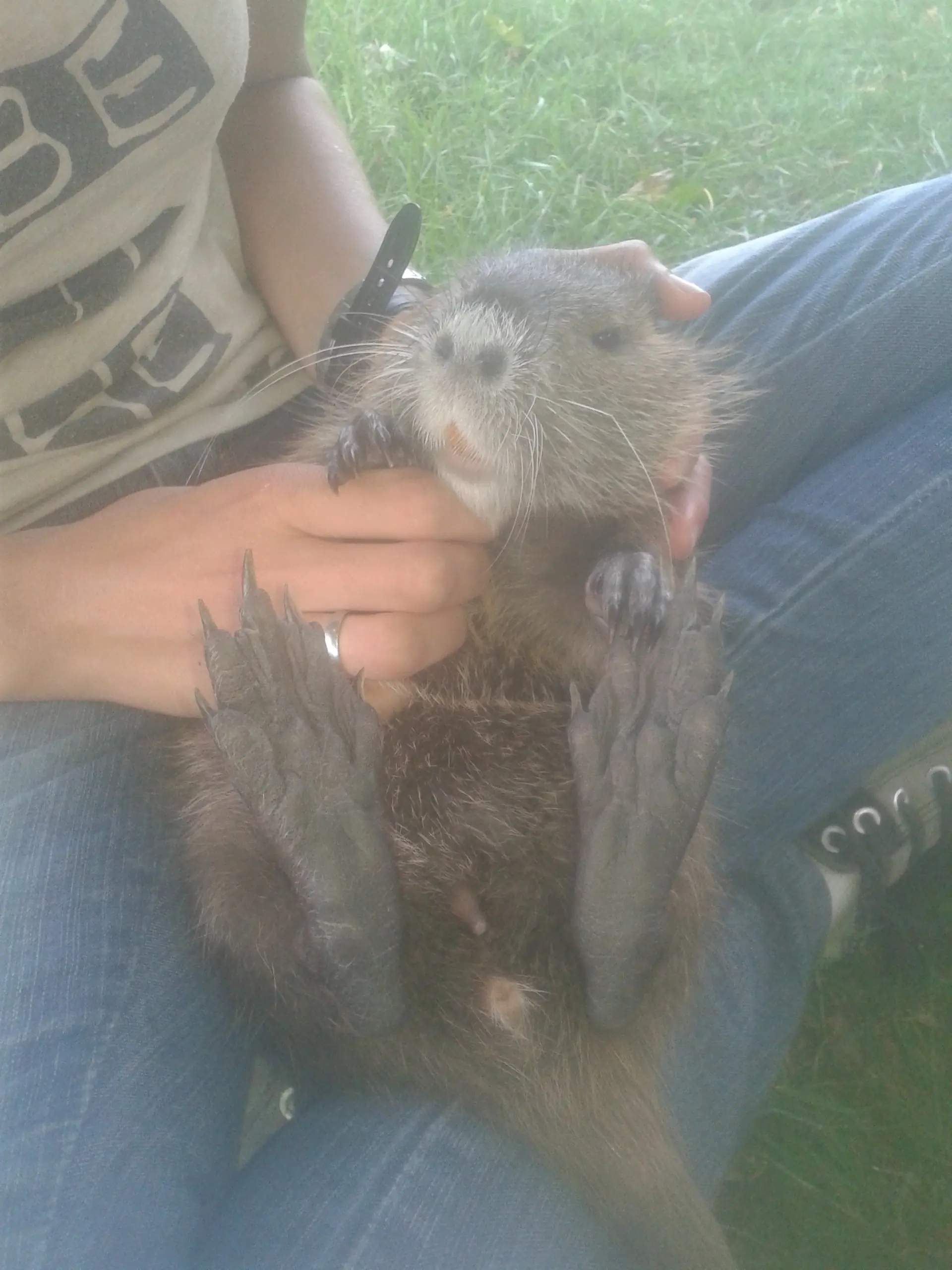 Salve una nutria de ser comida y la hice mochilera Salve una nutria de ser comida y la hice mochilera