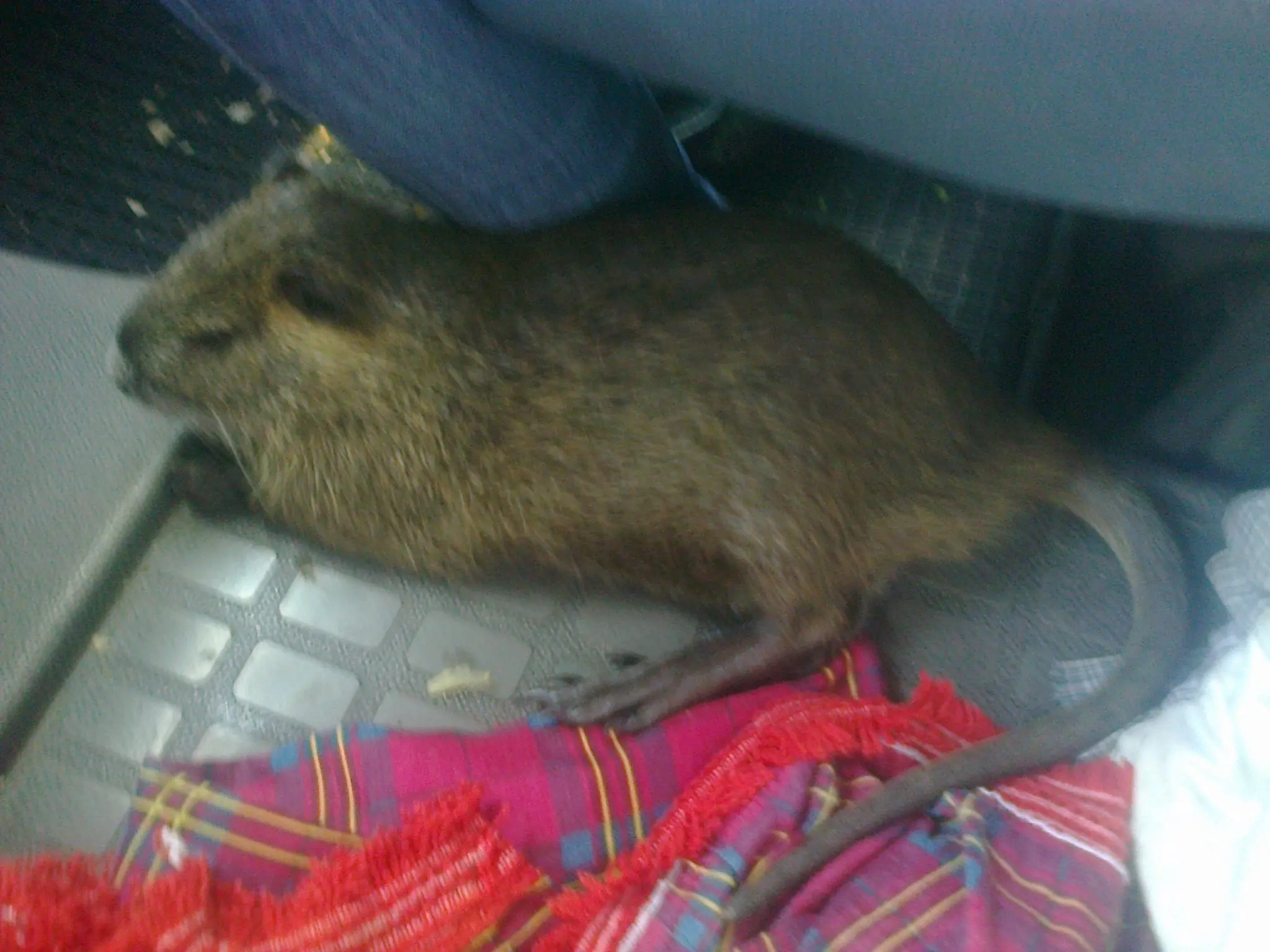 Salve una nutria de ser comida y la hice mochilera Salve una nutria de ser comida y la hice mochilera