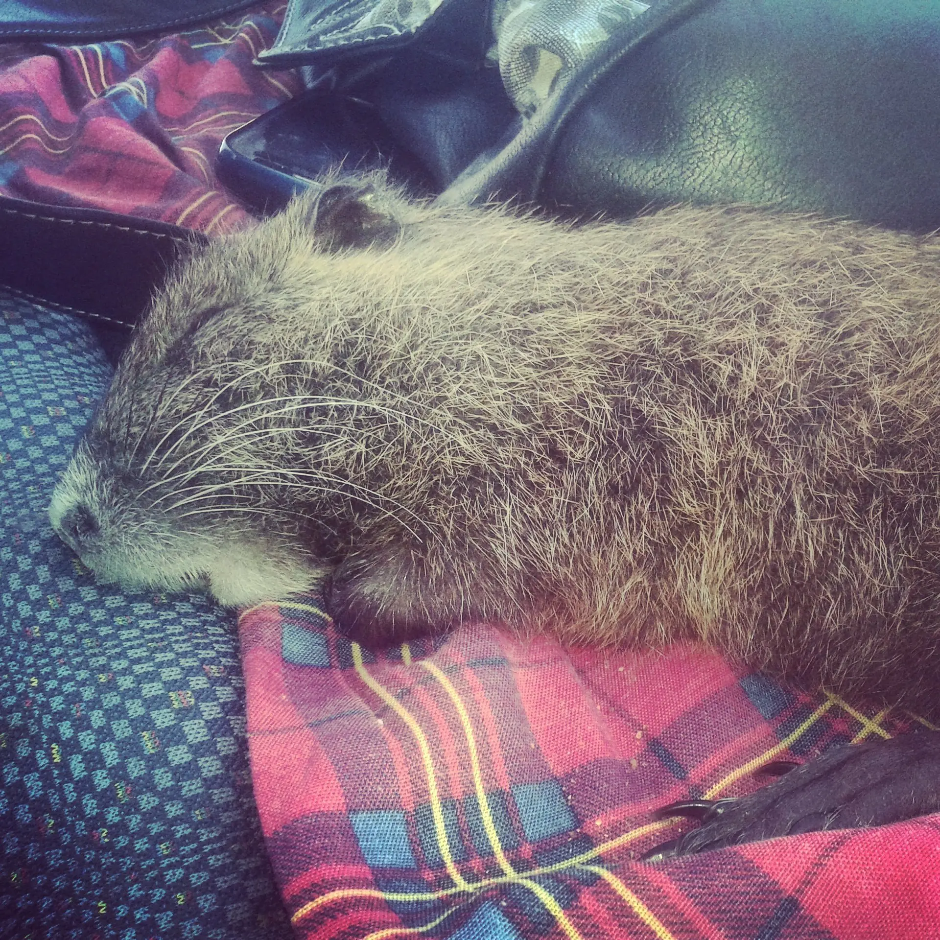 Salve una nutria de ser comida y la hice mochilera Salve una nutria de ser comida y la hice mochilera