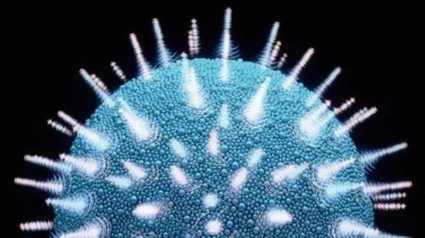 Bacteria presente en la vagina previene infección por VIH