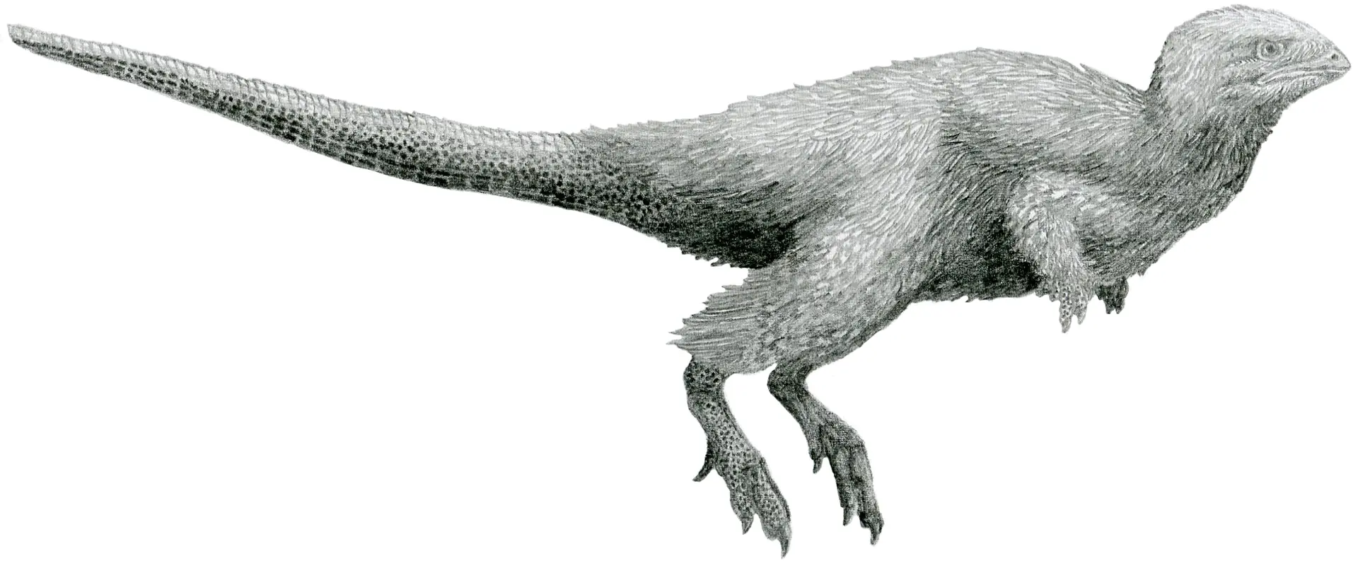 velociraptor