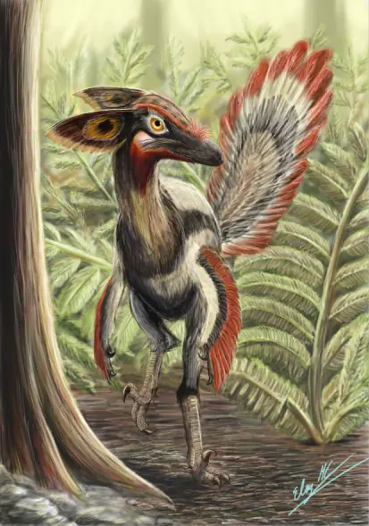 plumas
