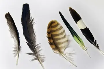 Megapost: ¿Los dinosaurios tenían plumas?