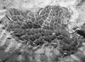 Megapost: ¿Los dinosaurios tenían plumas?