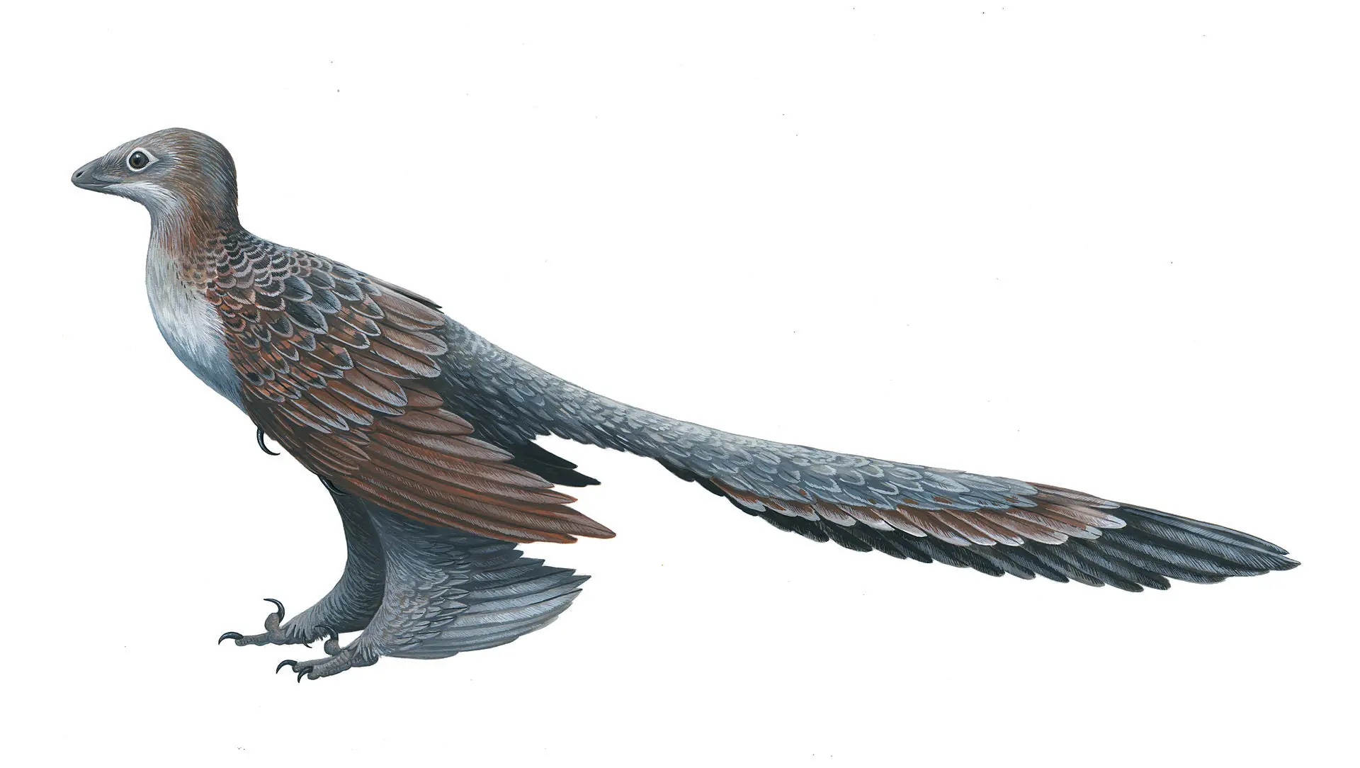 stegosaurio