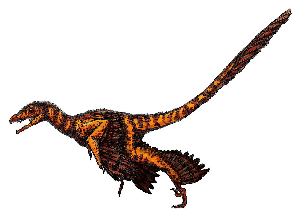 triceratops