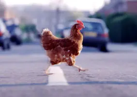 Porque la gallina cruzó la calle? (chiste)
