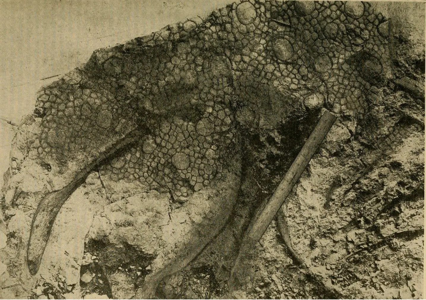 brontosaurio