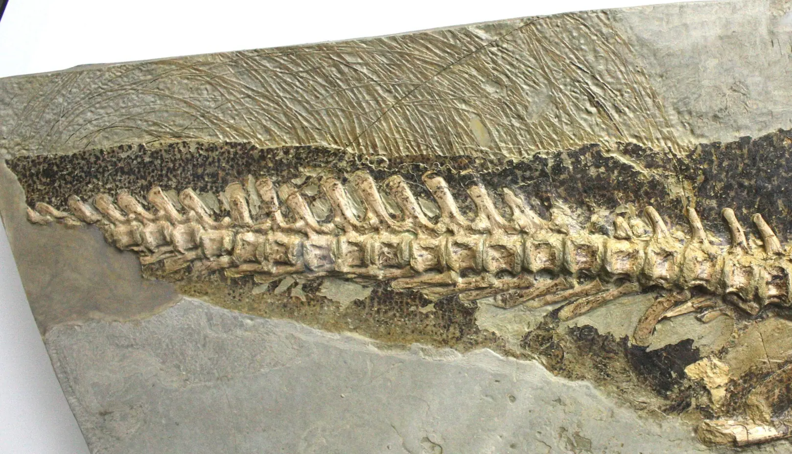 Megapost: ¿Los dinosaurios tenían plumas?