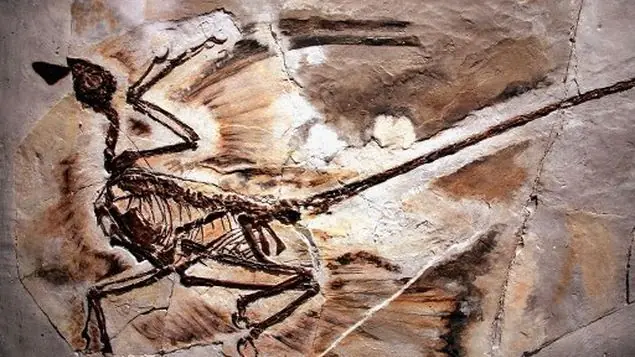 ankylosaurio