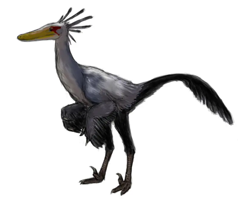raptor