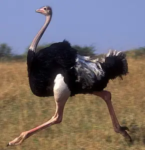 plumas plumas