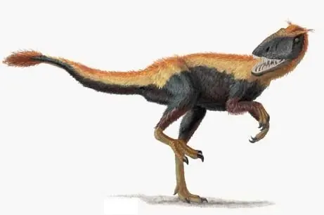 raptor