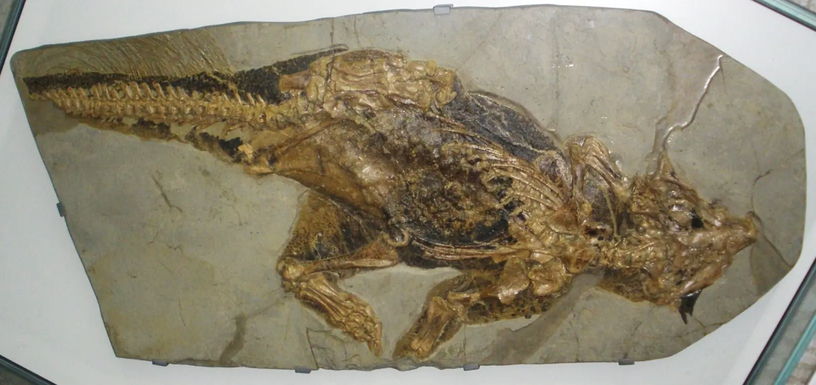 ankylosaurio