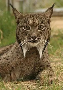 Lince o Almeja?