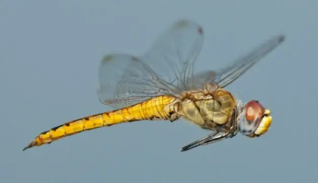 el insecto que da la vuelta al mundo