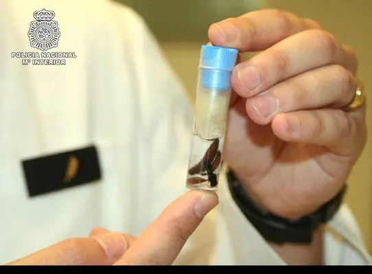 Insectos ayudan a la policía a resolver casos.