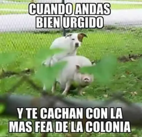 divertidas