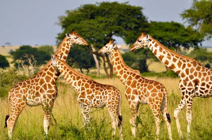 Animales en Peligro de Extincion: A nadie le importa