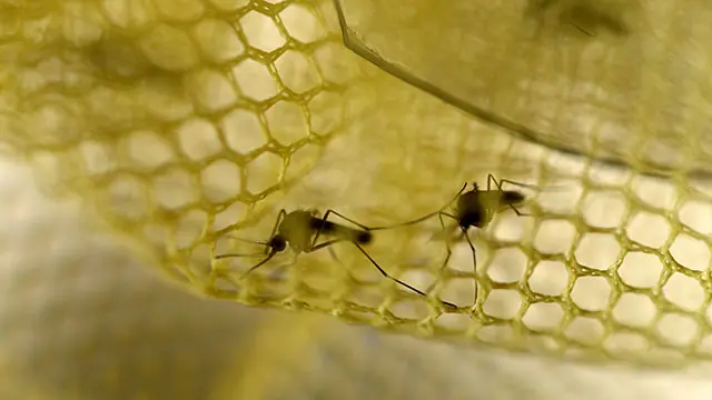 Urgente - Primer caso de Dengue en Uruguay