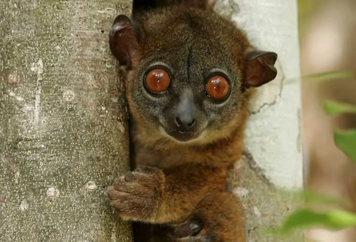 Animales