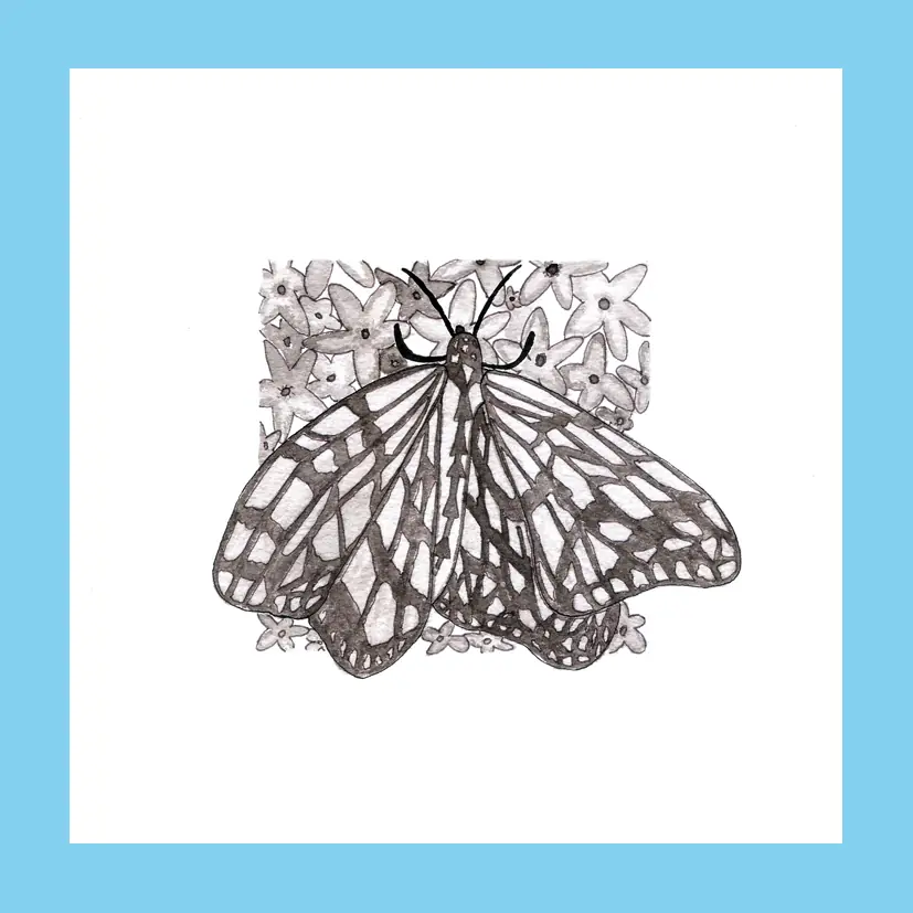 ilustraciones de mariposas