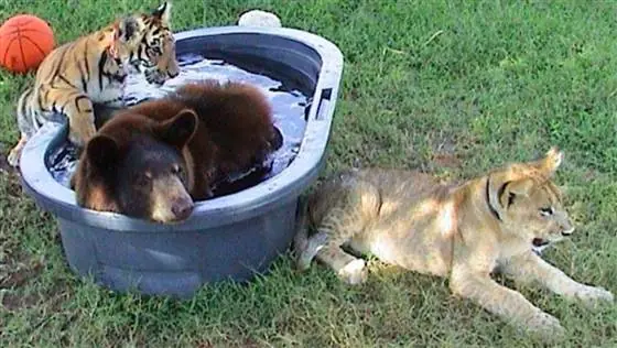 Un oso, un tigre y un león que son mejores amigos