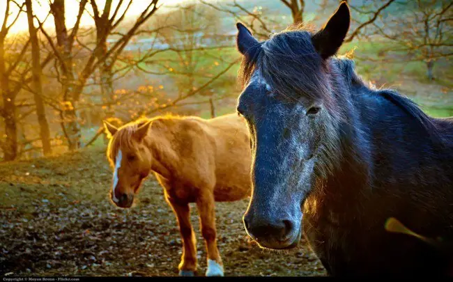 Se demuestra que los caballos leen las emociones humanas